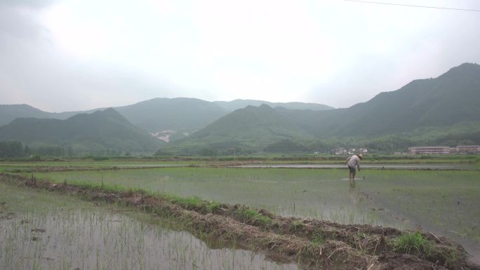 田间地头 农民伯伯种地 水稻田园生活插秧