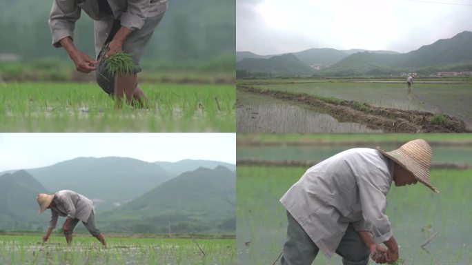 田间地头 农民伯伯种地 水稻田园生活插秧