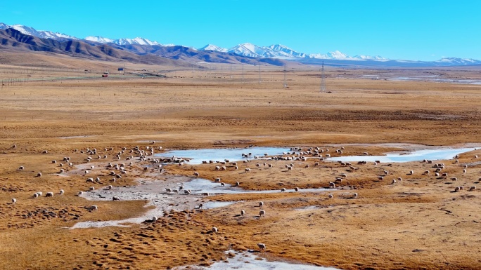冬季祁连山草原牧场羊群