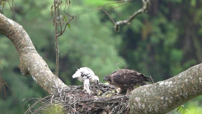 一只野生爪哇鹰正在巢中陪伴一只小鹰