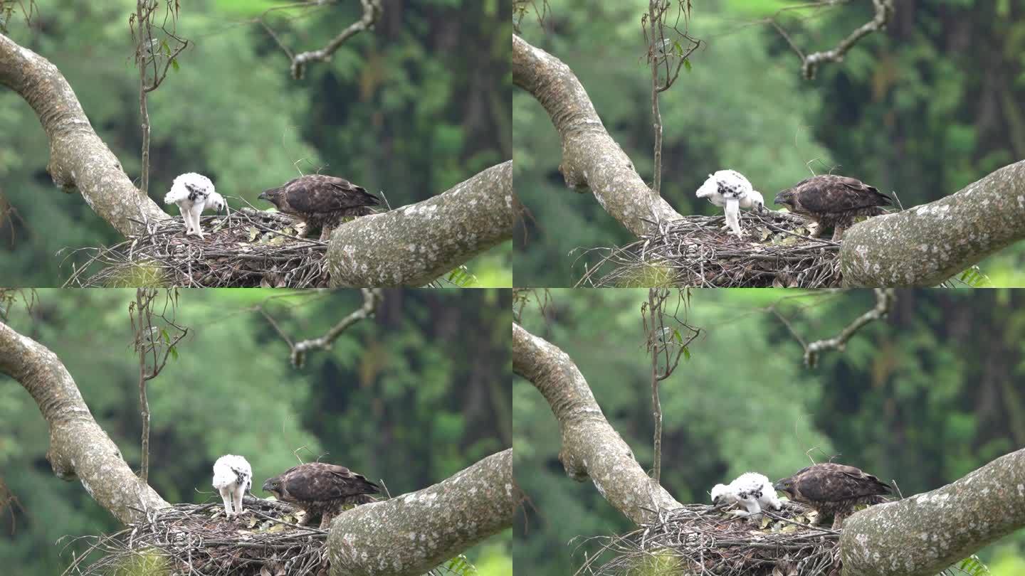 一只野生爪哇鹰正在巢中陪伴一只小鹰