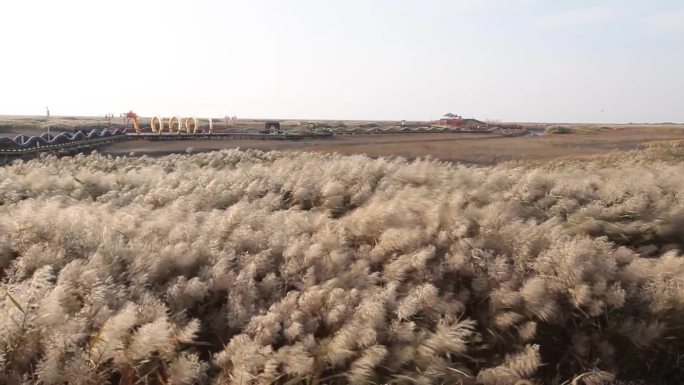 辽宁盘锦红海滩湿地芦苇顺风荡漾