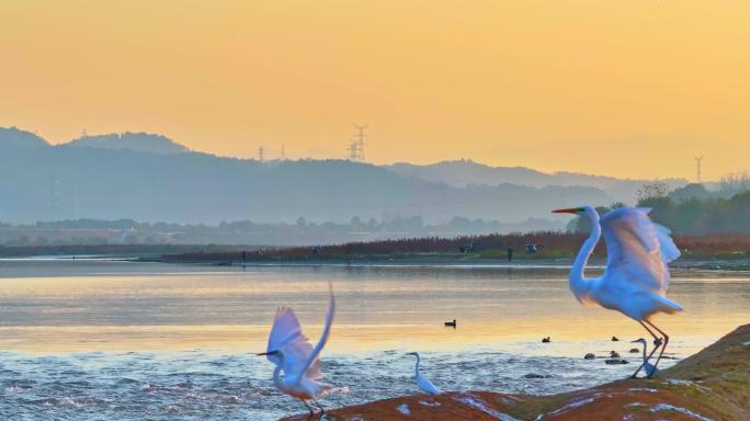 夕阳群鸟仙境展翅飞翔升格