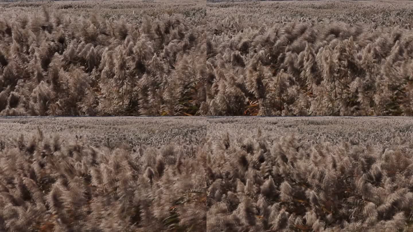 辽宁盘锦红海滩湿地芦苇顺风荡漾