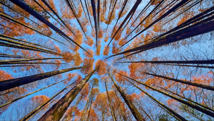秋天阳光金色树林大气空镜实拍视频
