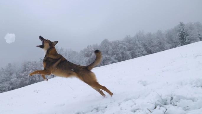 特写:遛狗时，一只活泼的狗追逐着主人扔过来的雪球