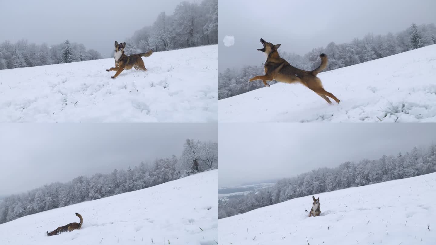 特写:遛狗时，一只活泼的狗追逐着主人扔过来的雪球