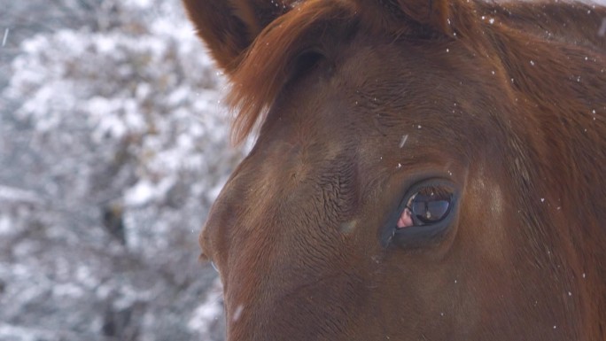 肖像，特写:一匹棕色的马因为飘落的雪花而眨眼