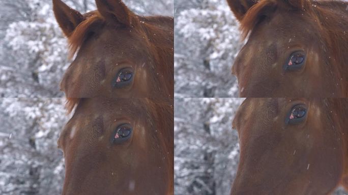 肖像，特写:一匹棕色的马因为飘落的雪花而眨眼