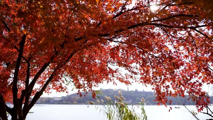 秋天南京玄武湖公园湖边的红枫秋意氛围