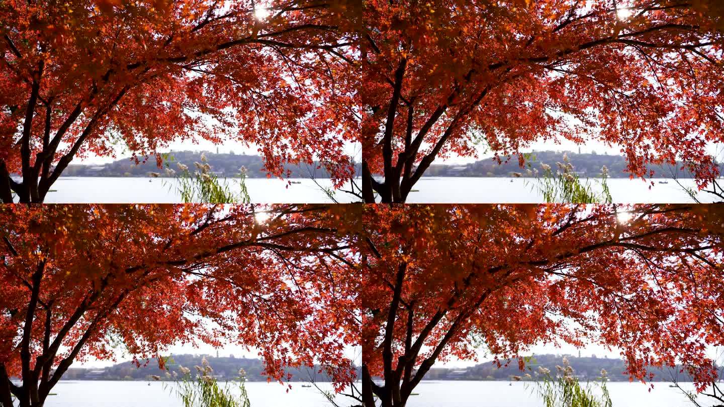 秋天南京玄武湖公园湖边的红枫秋意氛围