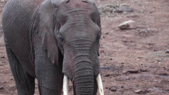 非洲象特写，满脸皱纹的长牙。