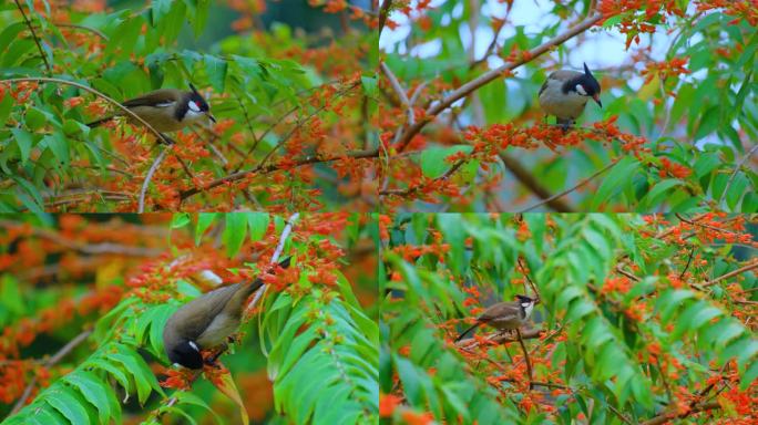 站在树枝上的小鸟红耳鹎吃花蜜