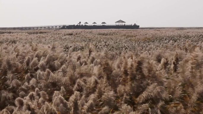 辽宁盘锦红海滩湿地芦苇顺风荡漾