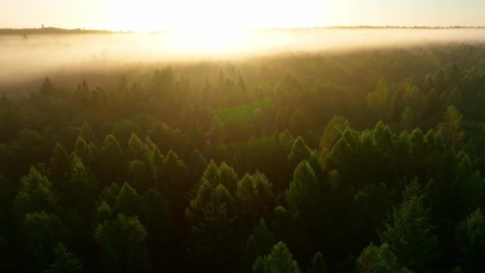 4K日出时飞越雾蒙蒙的松林森林