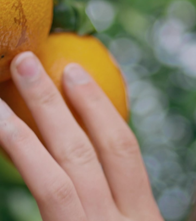 农民的手触摸橘子在花园垂直特写。女人闻到柑橘味