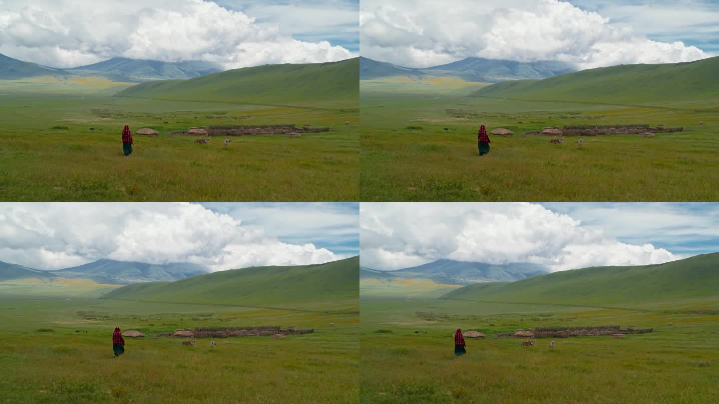 慢步走向草地上吃草的驴子的女人。马赛人