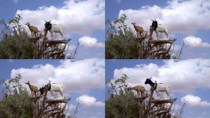 山羊在摩洛哥的摩洛哥坚果树上。非洲