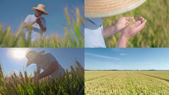 新农人在田间观察研究小麦长势