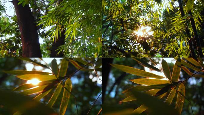 竹林黄昏下的竹林枝叶透光