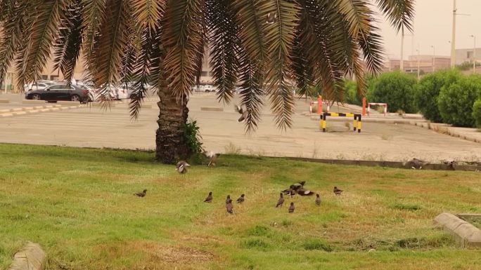 沙特吉达阿卜杜勒阿齐兹国王大学的八哥鸟。这种鸟被认为是入侵物种。沙特阿拉伯阿拉伯海湾城市中的鸟类。城