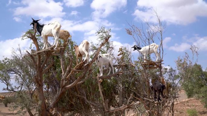 山羊在摩洛哥的摩洛哥坚果树上。非洲