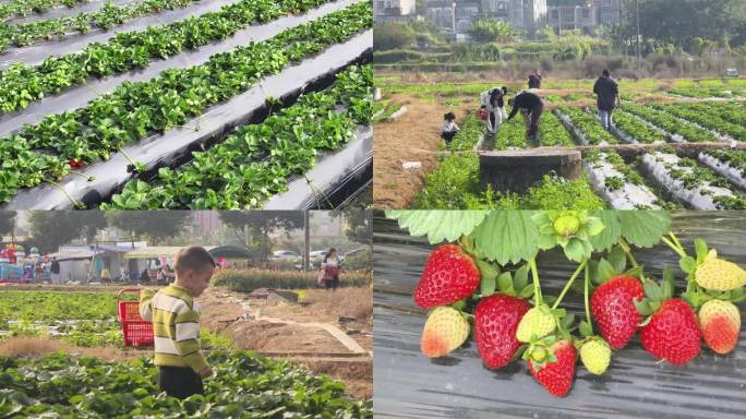 草莓地小孩子采摘草莓亲子活动