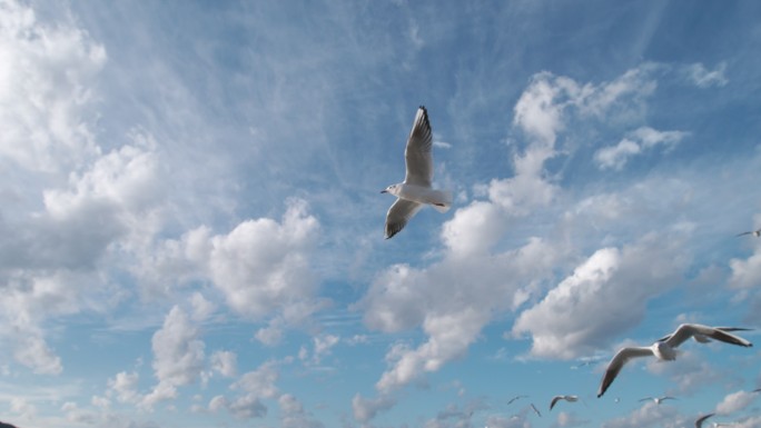 鸟海鸥大海飞鸟飞翔天空蓝天候鸟梦想海鸥鸟