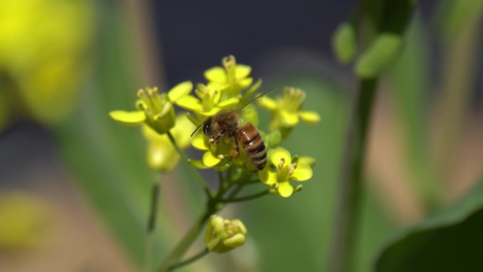 蜜蜂在黄芥菜花上采蜜
