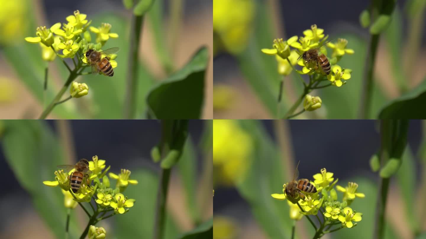 蜜蜂在黄芥菜花上采蜜