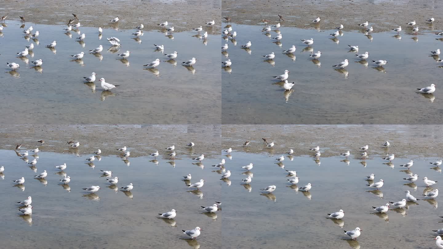 深圳湾红树林海鸥