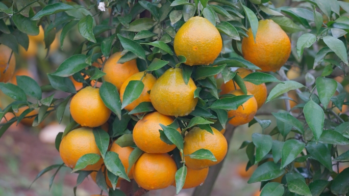 橘子树桔子林砂糖橘