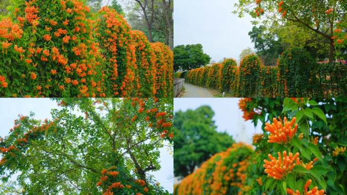 炮仗花爬山虎围墙植物墙绿叶墙