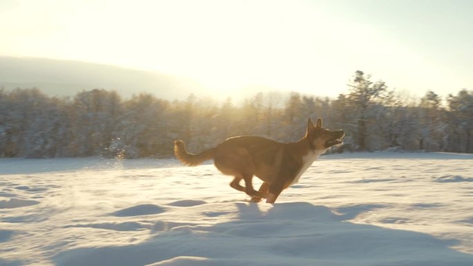 镜头光晕:令人惊叹的冬季童话，一只兴奋的狗在新雪中奔跑