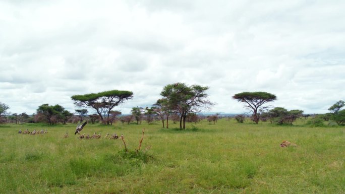 一群秃鹫在草地上观看猎豹的盛宴