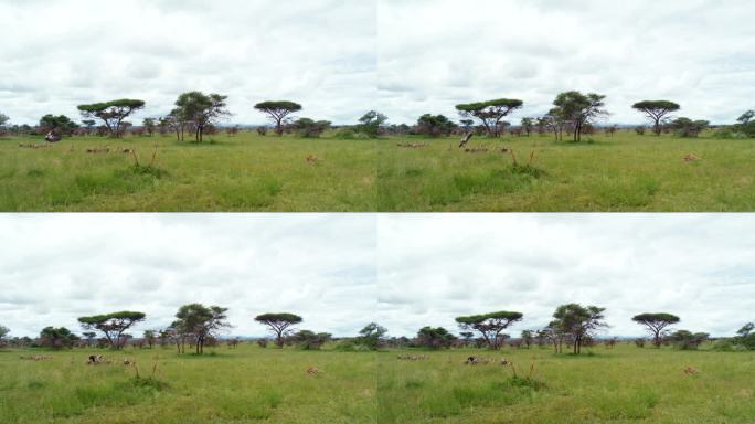 一群秃鹫在草地上观看猎豹的盛宴