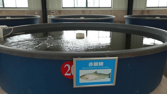 鱼类养育繁殖放流培育站