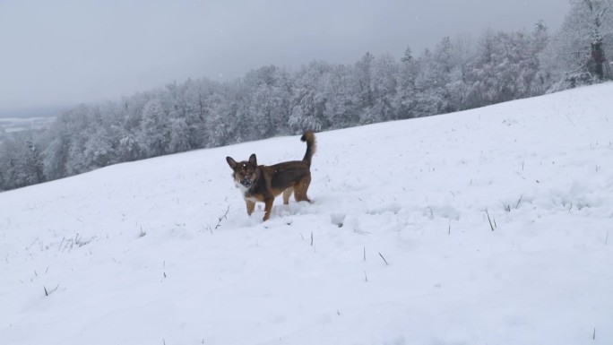 特写:活泼的棕色狗在主人扔出去的雪球后跳了起来