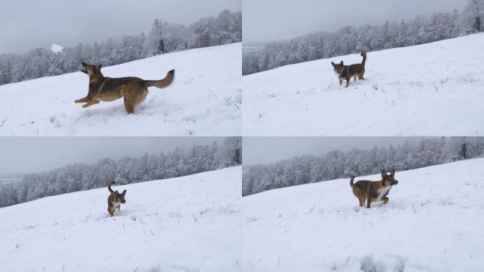 特写:活泼的棕色狗在主人扔出去的雪球后跳了起来