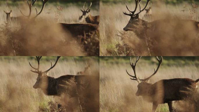在英国伦敦里士满公园，带角的大型公鹿穿过色彩缤纷的草地，与鹿在野外的温暖色彩，慢动作在田野上行走