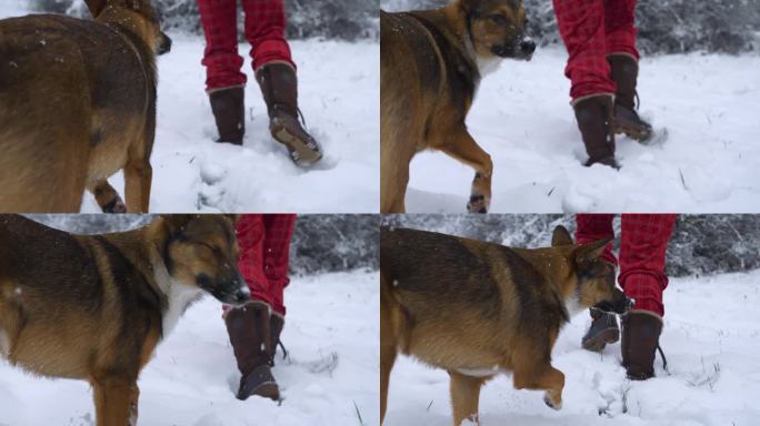 特写:一只听话的狗跟着它的主人在刚下过的雪中散步