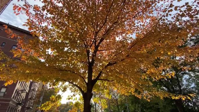 在纽约的河滨大道上散步时，抬头看着一棵在秋天随着阳光穿过树叶而变色的树