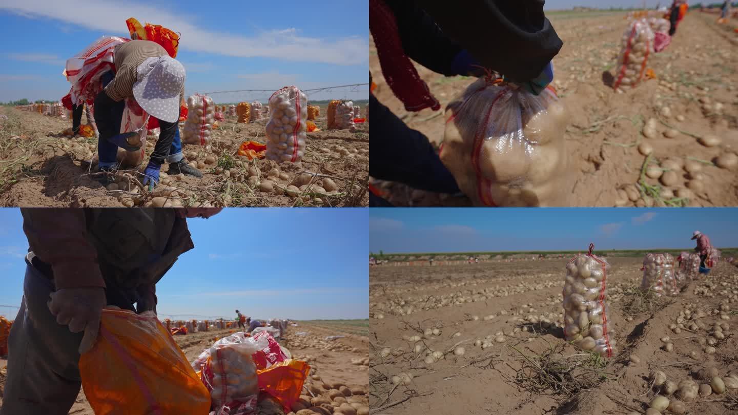 大西北沙漠人工收土豆马铃薯