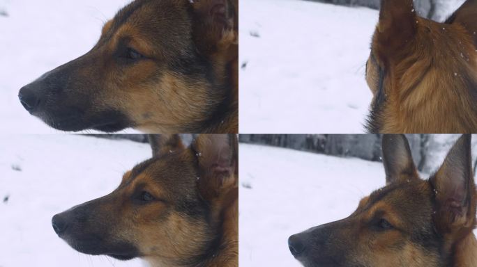 特写，肖像:雪花落在坐在外面的可爱狗的棕色皮毛上