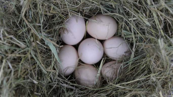 鸡窝农家土鸡蛋 白煮蛋 鸡蛋 打蛋鸟窝