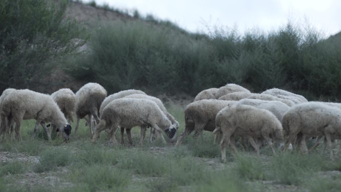 草原上羊群吃草