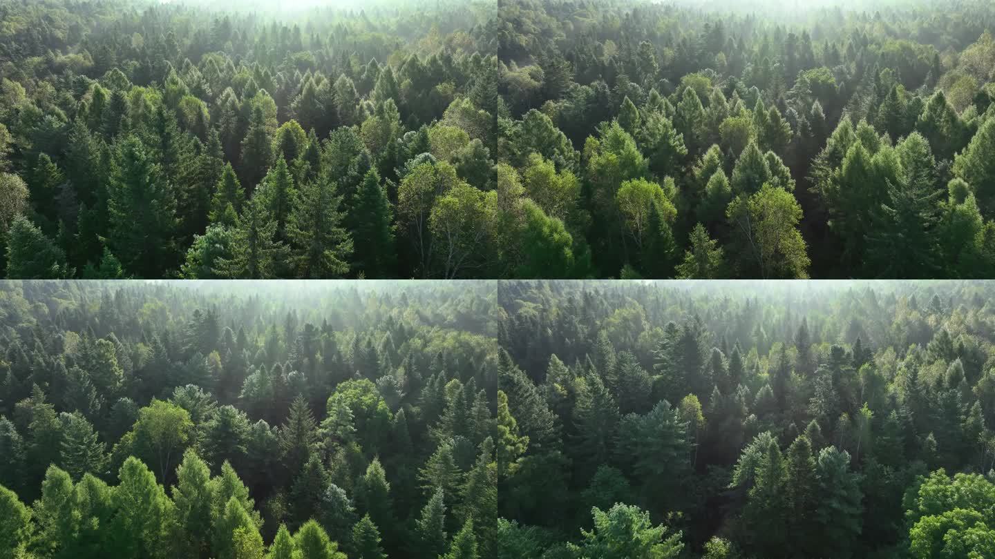 4K高清一大片森林日出群山大自然生态