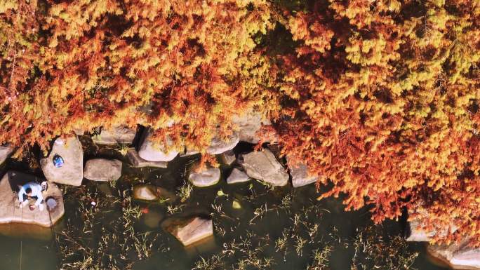 4K航拍苏州斜塘河十里斜塘水杉林秋季红叶