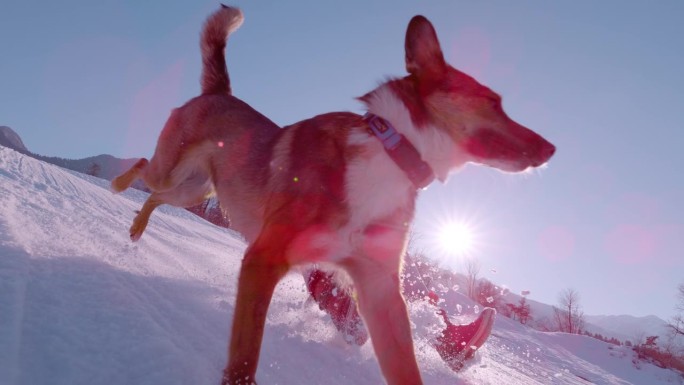 慢镜头，镜头光晕:一个阳光明媚的冬日，一个年轻人在雪橇上微笑