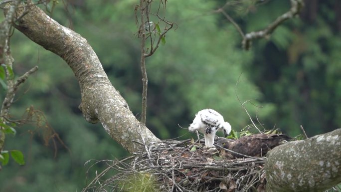 野生爪哇鹰正在喂养幼鹰